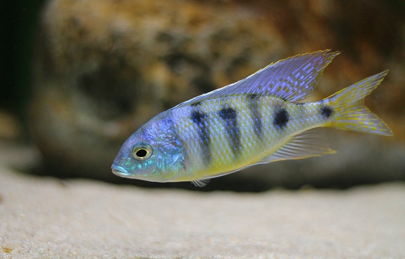 Mylochromis ericotaenia 'Manda'